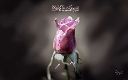پوستر غنچه گل رز
