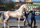 زيبا ترين و گرانترين نژاد اسب در دنيا