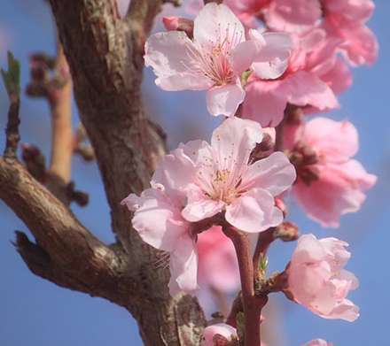 شکوفه های بهاری