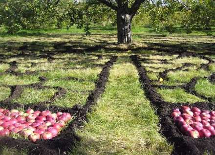 درخت هوا ، برنده رویداد هنری کبک کانادا