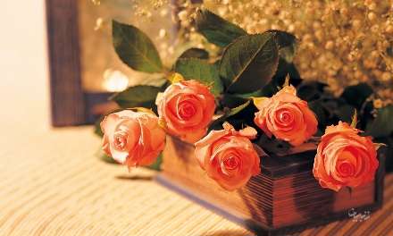 رزهاي گلبهي روي جعبه