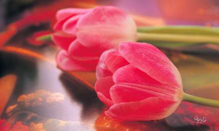 دو لاله صورتي