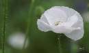 گل سفيد
