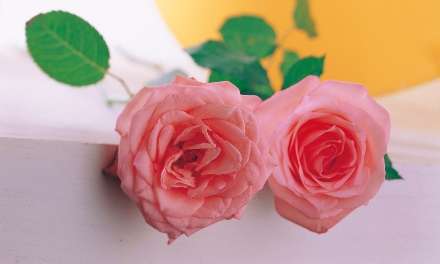 رزهاي صورتي