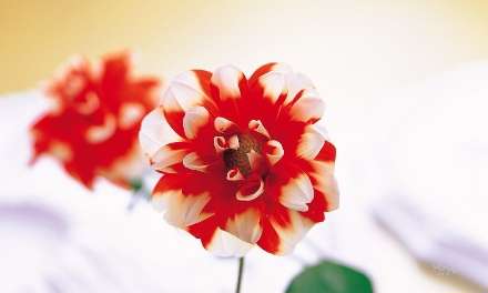 گل قرمز و سفيد زيبا