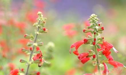 گلهاي و غنچه هاي قرمز در شاخه