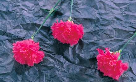 سه شاخه گل صورتي