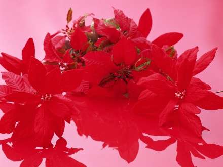 گل های قرمز