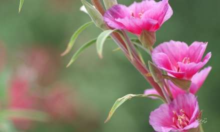 گلهاي صورتي