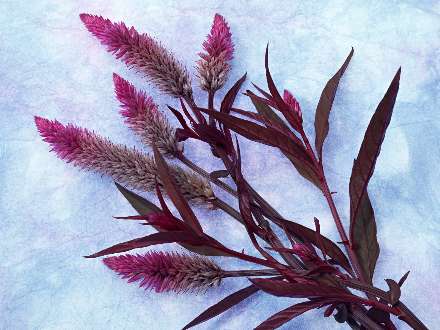 گلهاي سنبل صورتي