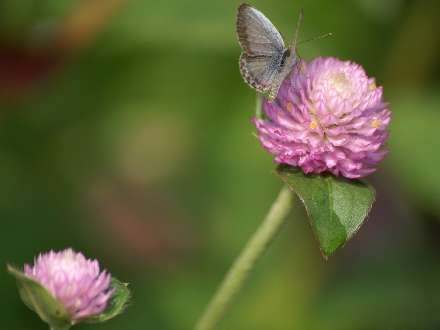 پروانه روي گل صورتي