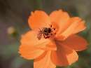 زنبوري روي گل نارنجي