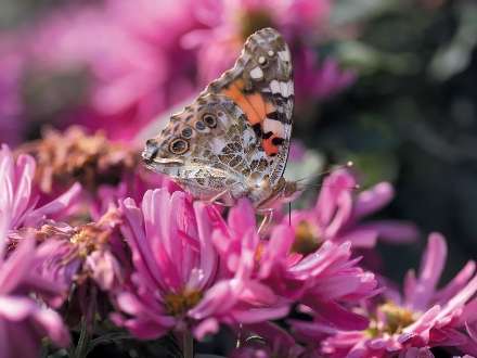 پروانه اي روي گلهاي صورتي