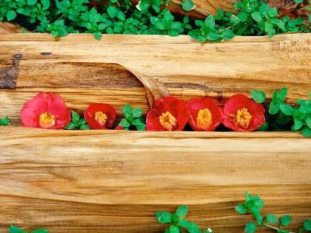 گلهاي قرمز و برگها ميان تخته هاي چوبي