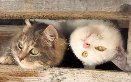 گربه  های بامزه