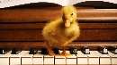 اردک بامزهای بروی پیانو