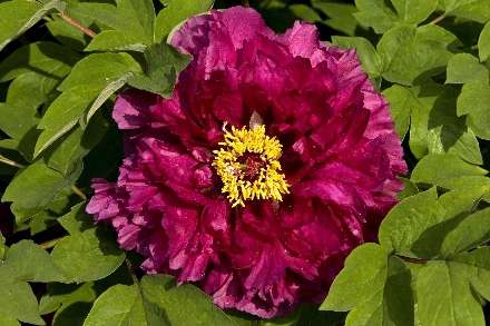 گل رز شکفته شده