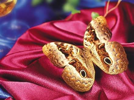 پروانه ای بروی پارچه