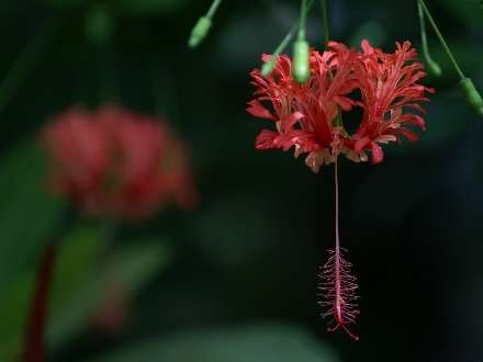 گل قرمز با پرچم آويزان