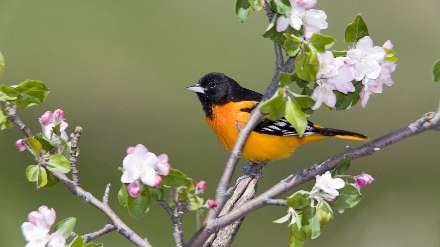 پرنده ای زیبا بر روی شاخه