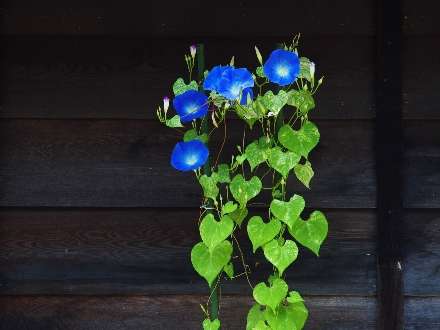 گلهاي آبي و برگها