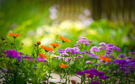 گل های بنفش و نارنجی