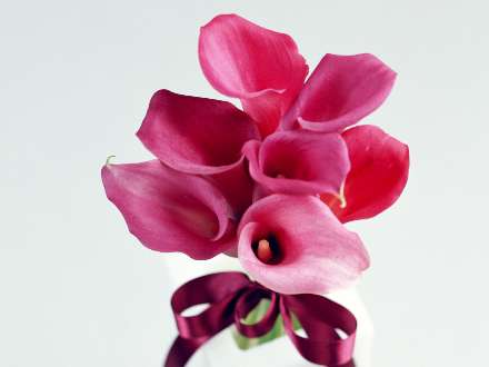 پس زمینه گل