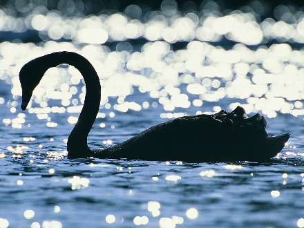 تصویر زمینه قو