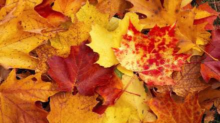 تصویر زمینه برگ پاییزی