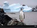 پنگوئن در قطب