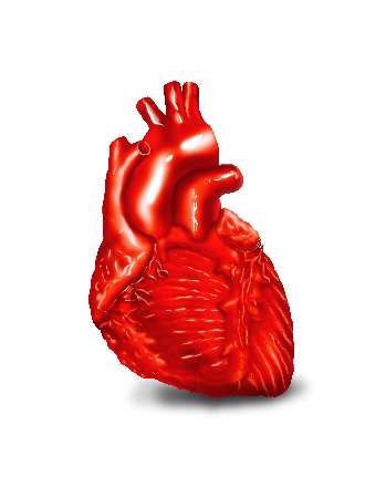 نمایی نزدیک از یک قلب