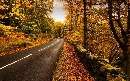جاده با برگ های پاییزی