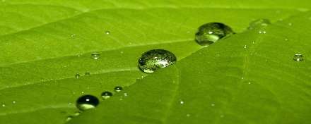 قطرات شبنم روي برگ سبز