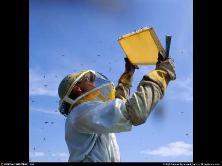 يك زنبور دار و كندو