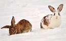خرگوش های برفی