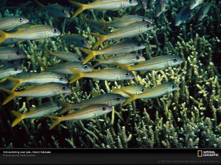 ماهيهاي اقيانوسي