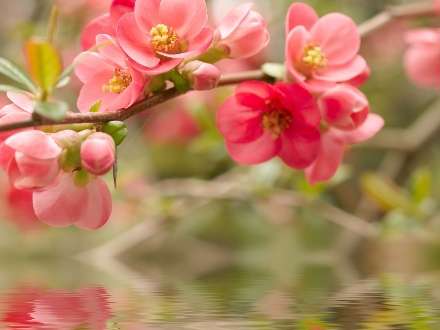 تصویر زمینه شکوفه صورتی