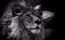 تصویری سیاه و سفید از یک شیر