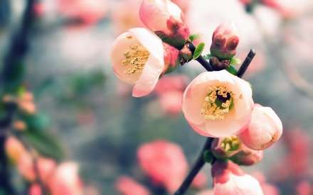 تصویر زمینه بهار