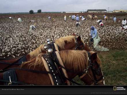 برداشت از مزرعه پنبه