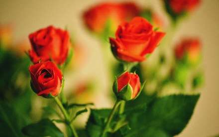 گل رز قرمز