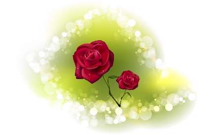 رز قرمز
