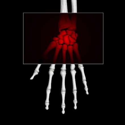 اعضای داخلی بدن