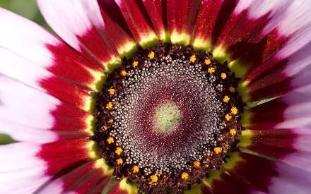 گل شکفته شده