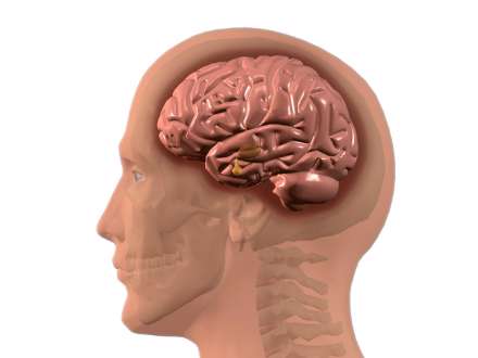 مغز انسان
