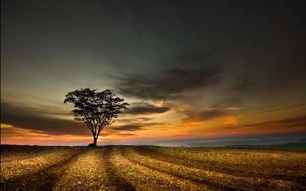 تک درخت مزرعه