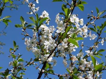 شکوفه پرتقال