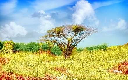 نقاشی ازیک طبیعت