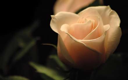 پس زمینه گل