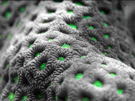 تصویر شی زیر میکروسکوپ